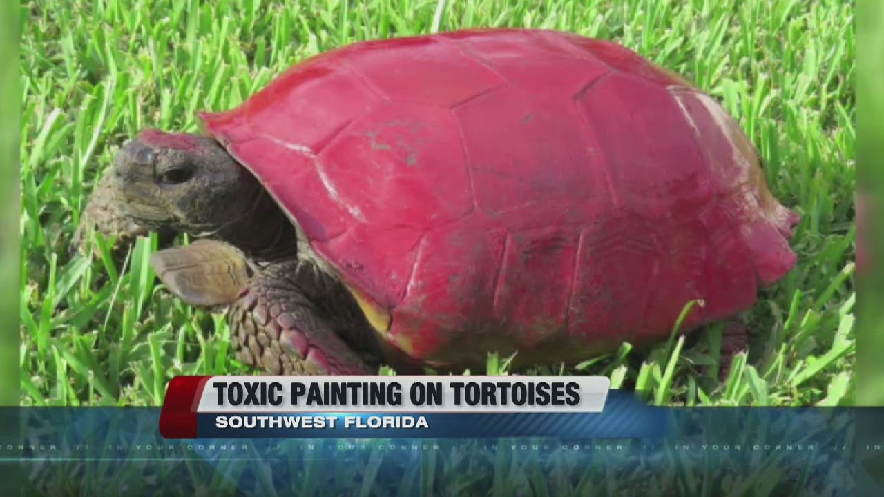 1280x720 Painted Turtle Shells - Painting Turtle Shell