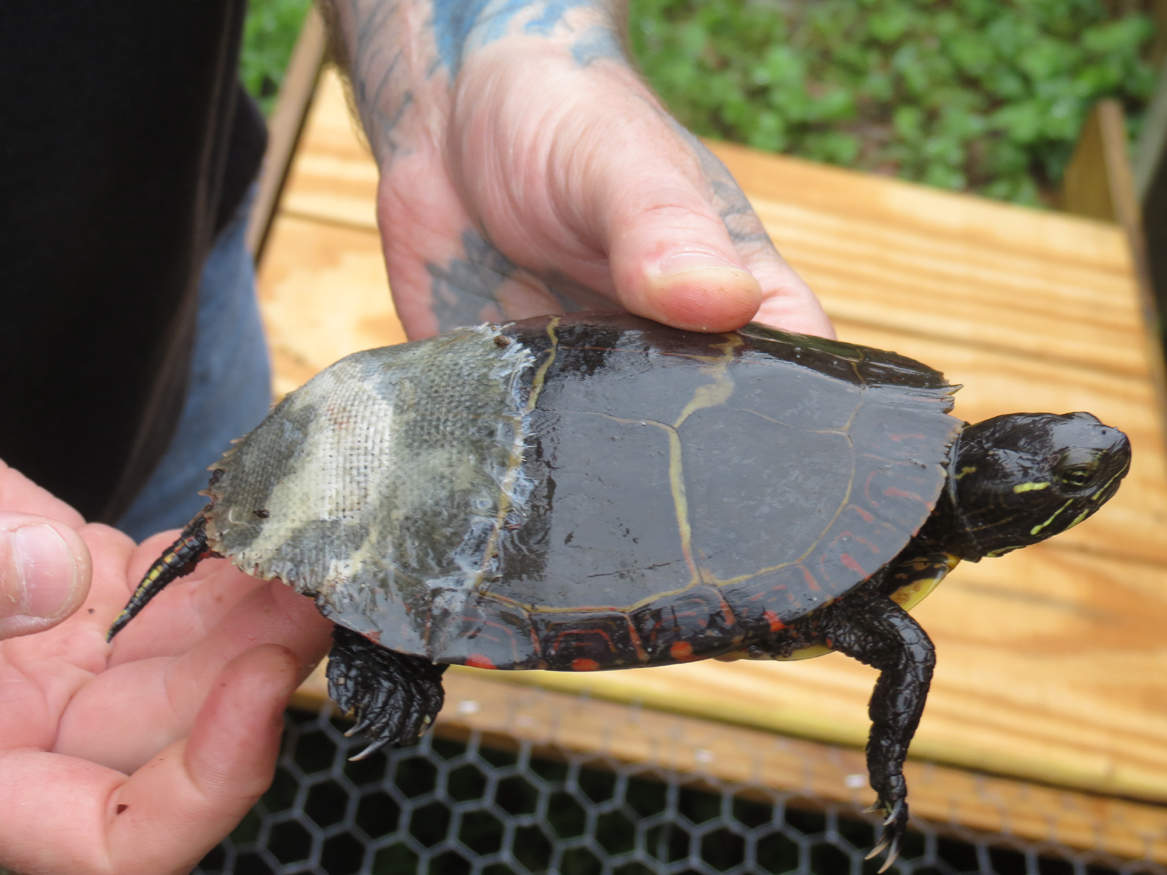 1167x875 Reptile Lover Mends Painted Turtle Shell With Fiberglass - Painting Turtle Shell