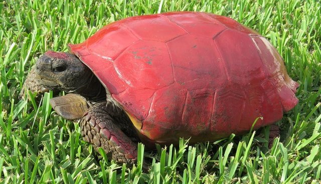 640x368 Someone Thought It Was Funny To Paint This Tortoise's Shell Red - Painting Turtle Shell