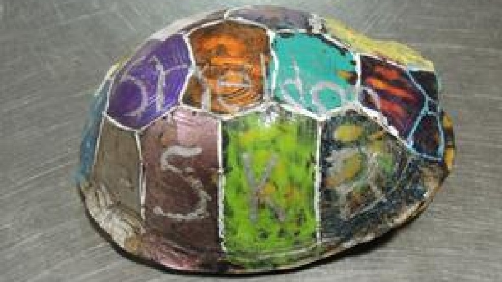986x553 Turtle Painted With Nail Polish - Painting Turtle Shell