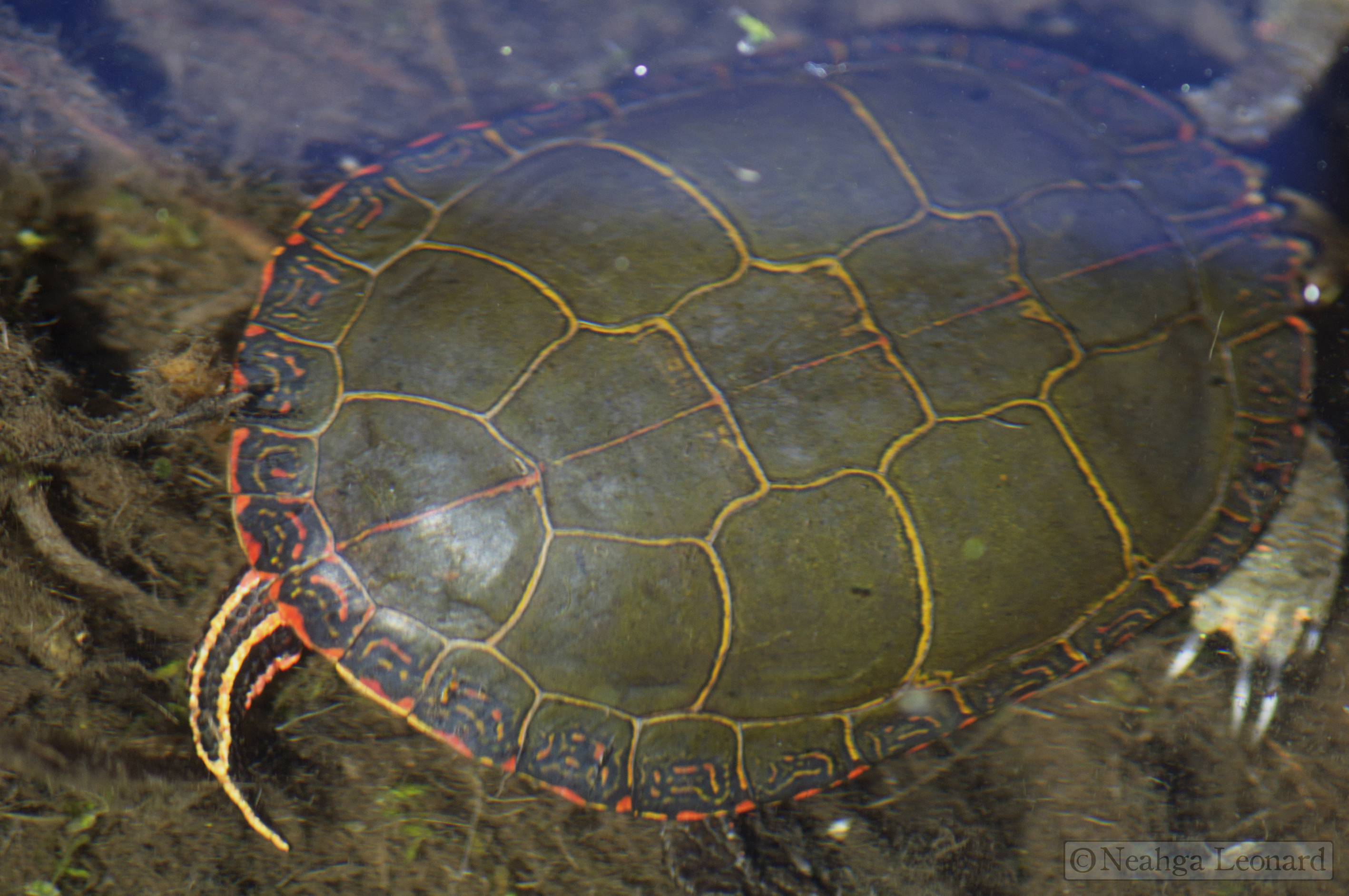 Painting Turtle Shell at Explore collection of