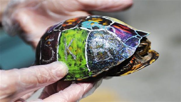 620x349 Wildlife Officials Stop Painting Shells Of Florida Turtles - Painting Turtle Shell