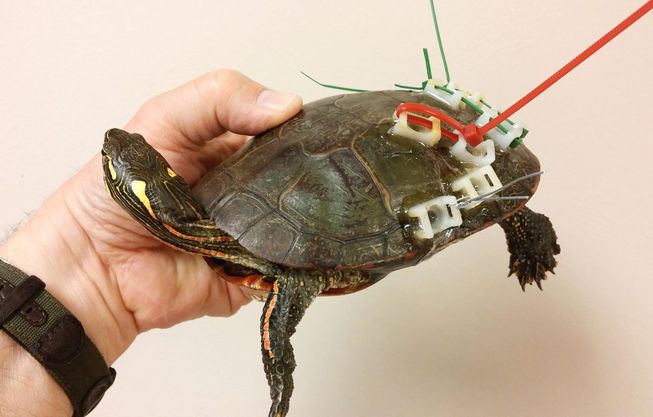 653x417 How To Save An Animal's Life With Tape And Glue Mnn - Painting Turtle Shell