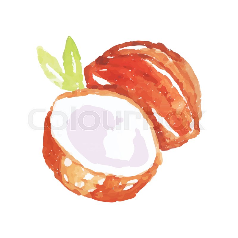 800x800 Juicy Ripe Coconut Fruit Watercolor Hand Painting Vector - Painting Vector
