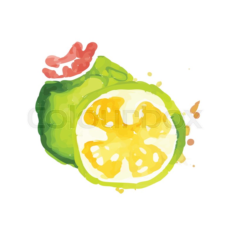 800x800 Juicy Ripe Feijoa Fruit Watercolor Hand Painting Vector - Painting Vector