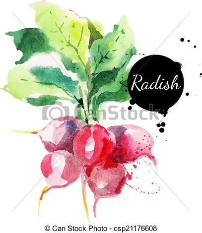 407x470 Radish With Leaf. Hand Drawn Watercolor Painting On White - Painting Vector