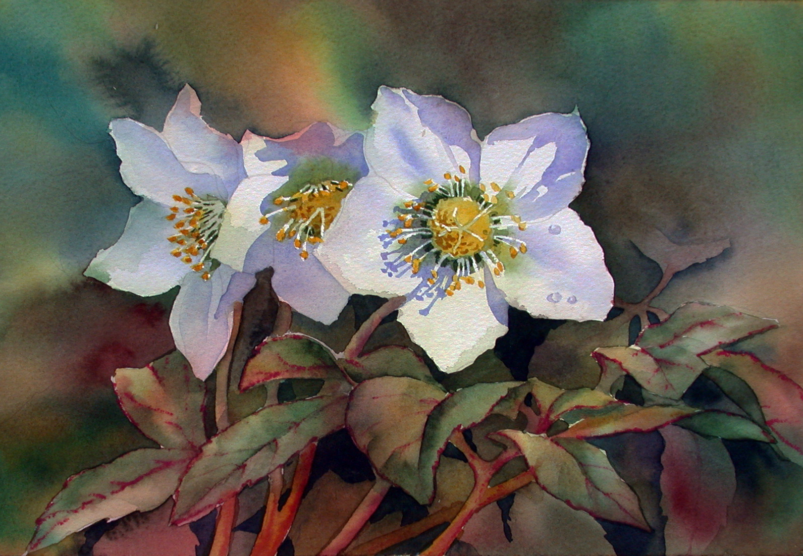 1591x1102 Ann's Watercolour Studio Painting Shadows On White Flowers - Painting White Flowers