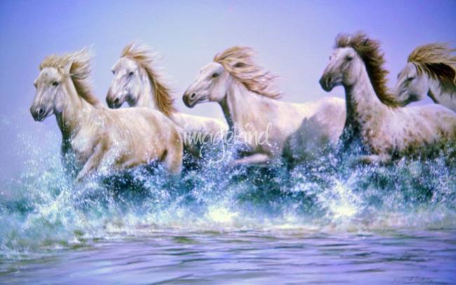650x406 Wild Horses Running Free Through The Water By Artloversonline - Painting Wild Horses