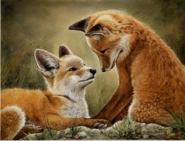 600x456 How To Add Backgrounds To Wildlife Paintings Colin Bradley Art - Painting Wildlife