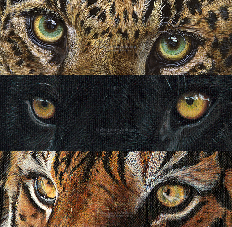 900x880 Morgane Antoine Wildlife Art Workshops - Painting Wildlife