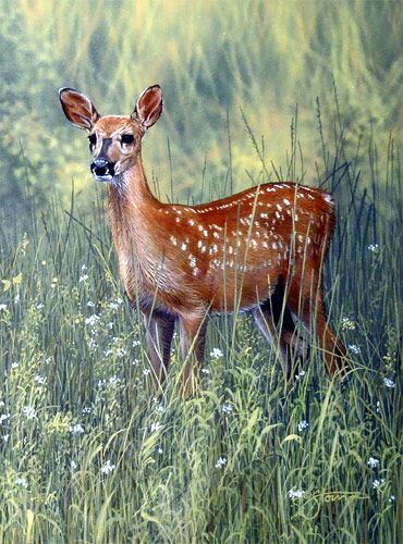 370x500 Half A Twin Ii - Painting Wildlife In Acrylic