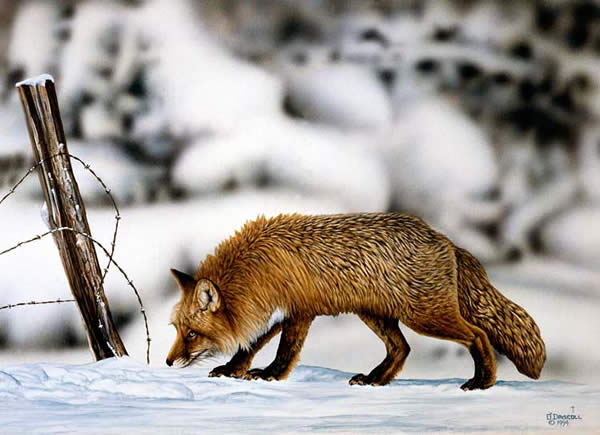 600x435 On The Trail Red Fox Acrylic Painting By Wildlife Artist Danny O - Painting Wildlife In Acrylic