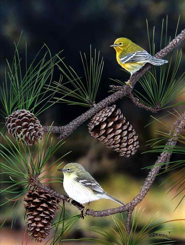 600x793 Pine Warblers An Acrylic Painting By Wildlife Artist Danny O - Painting Wildlife In Acrylic