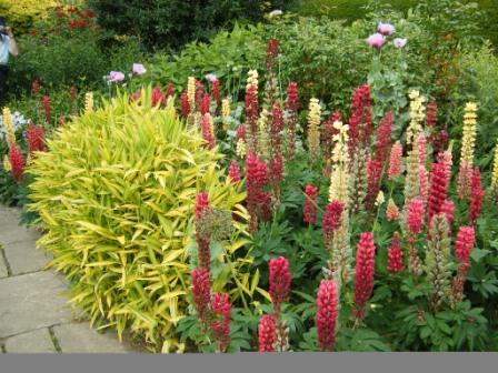 448x336 Newsletter - Painting With Plants