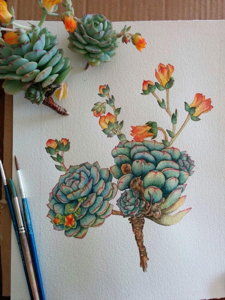 736x981 Only The Background Left To Paint. Echeveria Plant In Flower. By - Painting With Plants