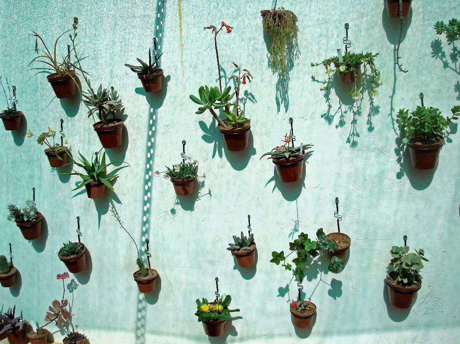 922x691 Painting With Plants Soekershof The Scientific Backup - Painting With Plants