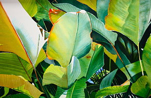 300x195 Palm Leaf Paintings Fine Art America - Palm Leaf Painting
