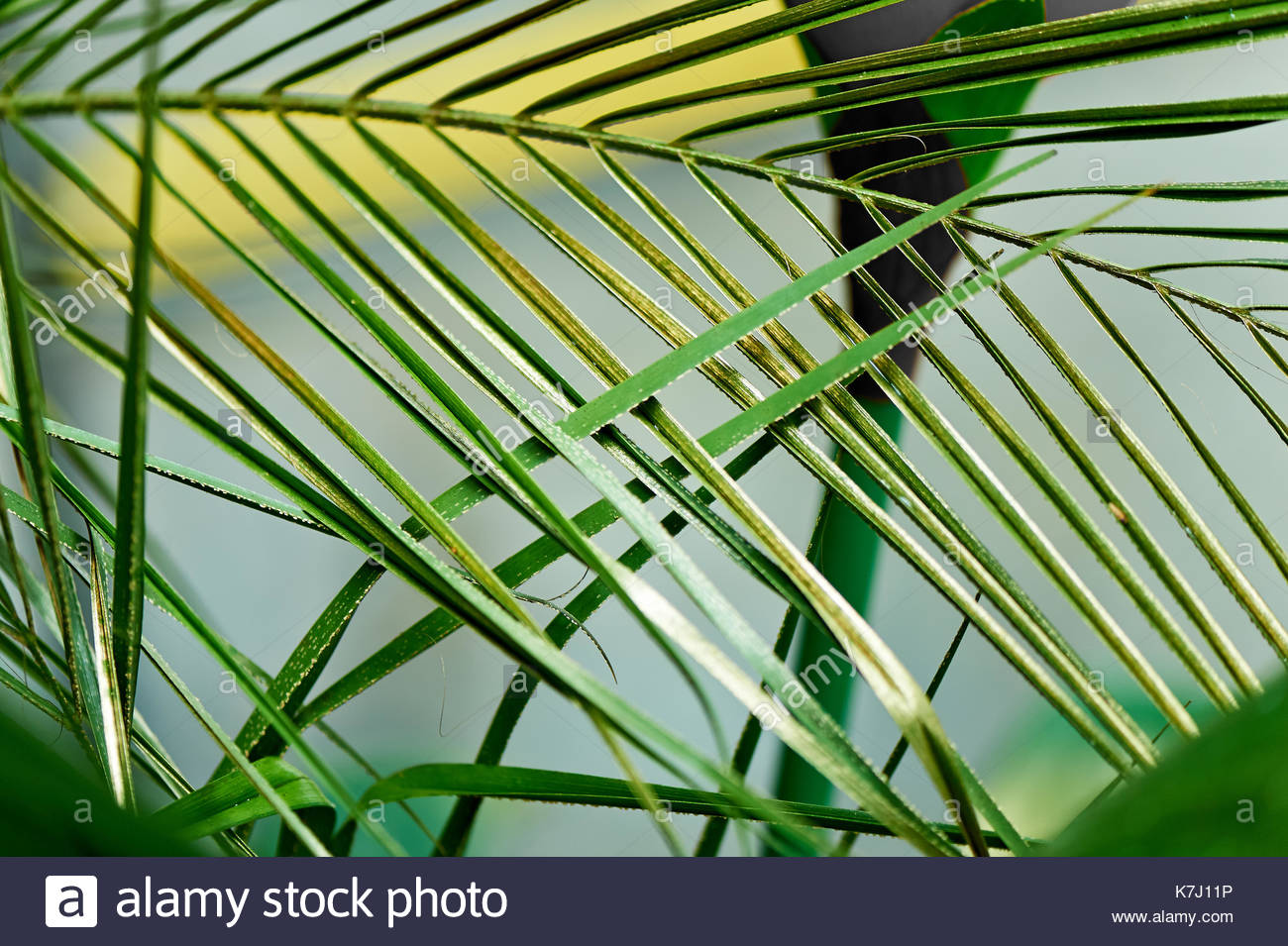 1300x955 Palm Leaf, Painted In Golden Paint.texture. Hot Country, Exotic - Palm Leaf Painting