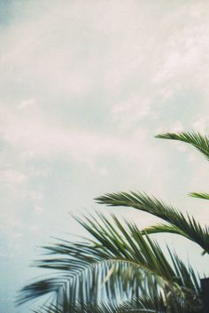 236x353 Abstract Palm Tree Leaf Painting 9x12 By Jennifer Flannigan - Palm Tree Leaf Painting