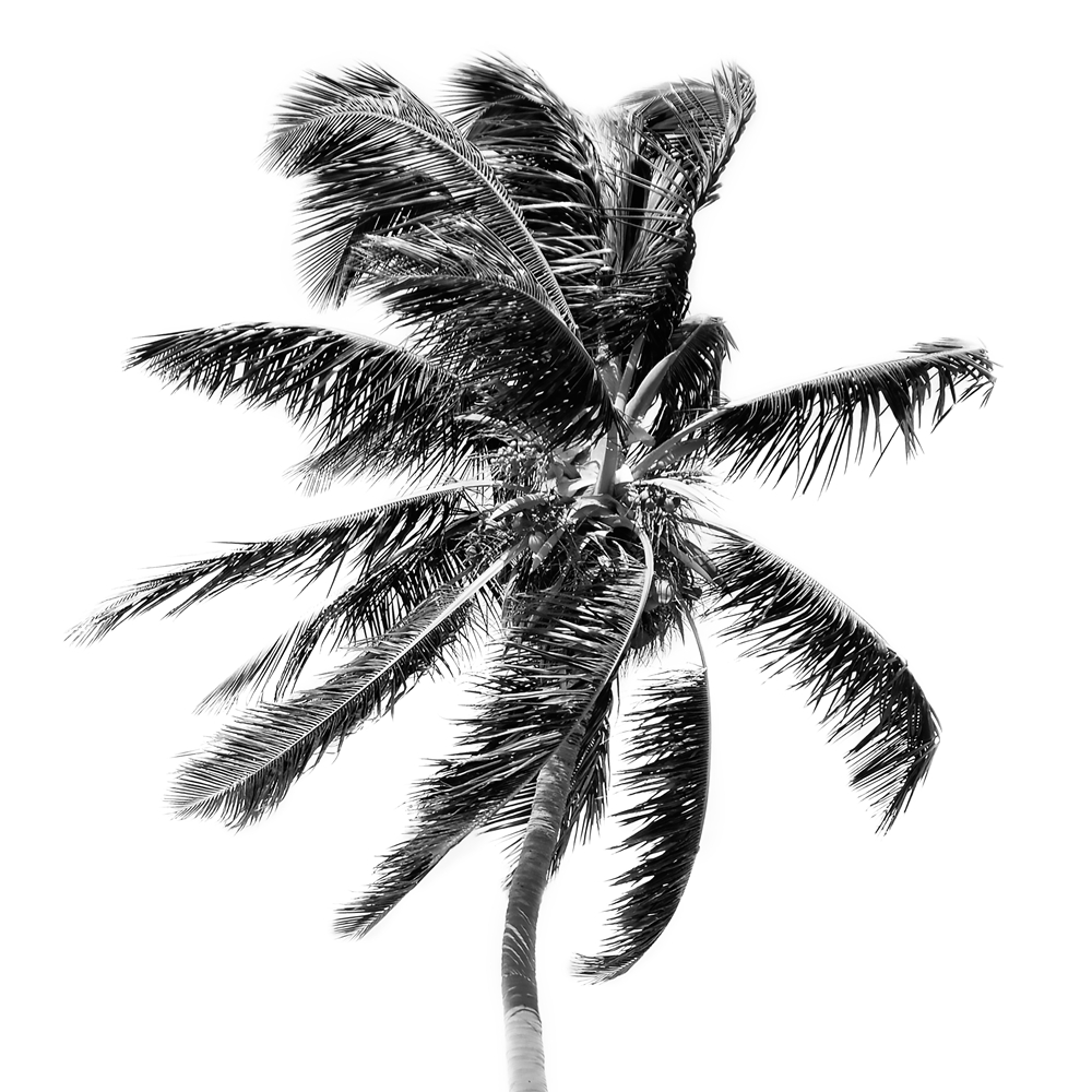1000x1000 Palm Tree Canvas Art Print And Poster , Black And White Palm Tree - Palm Tree Leaf Painting