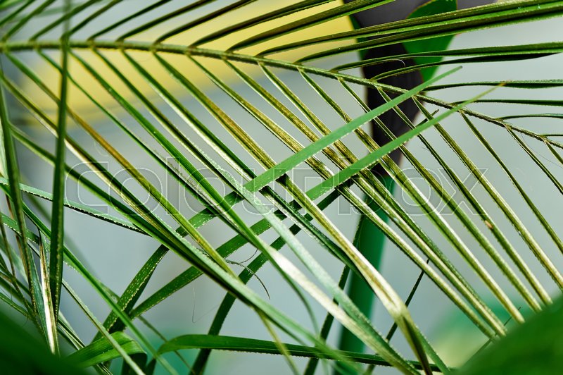 800x532 Palm Leaf, Painted In Golden Paint.texture. Hot Country, Exotic - Palm Tree Leaf Painting