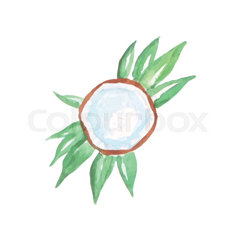 800x800 Top View On Half Coconut With Milk Laying On Green Palm Tree - Palm Tree Leaf Painting