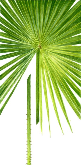 347x700 Cabbage Tree Palm Leaf Watercolour Painting By Marina Albert, 2003 - Palm Tree Leaf Painting