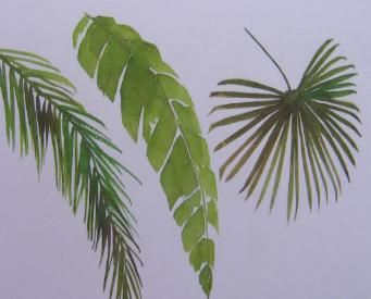 341x275 Hibiscus Leaf Clip Art - Palm Tree Leaves Painting