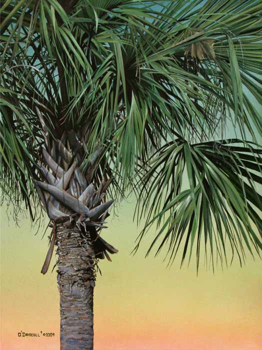 524x700 Pastel Sunset An Acrylic Painting By Danny O'Driscoll - Palmetto Tree Painting