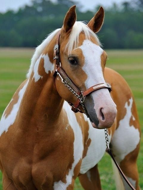 480x640 Palomino Paint Horse Im A Horse Lover! Painted - Palomino Painting
