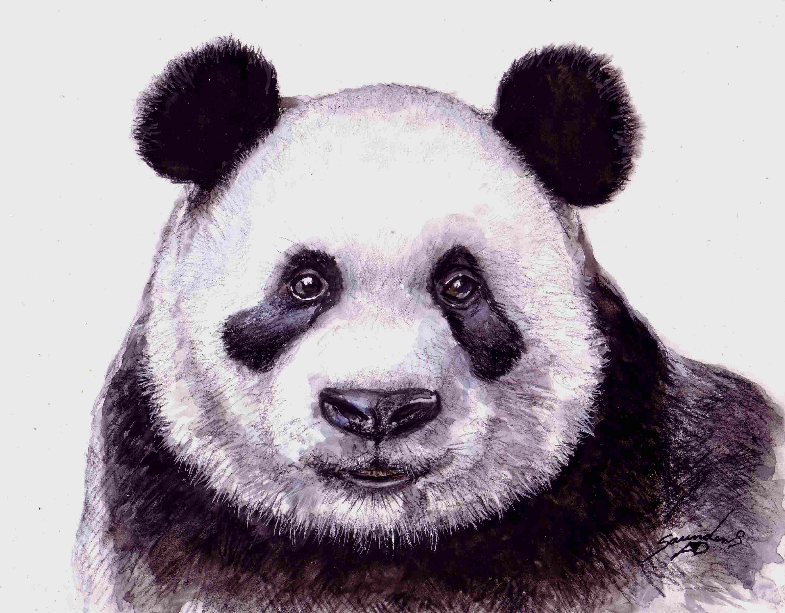 Panda Bear Painting at PaintingValley.com | Explore collection of Panda ...
