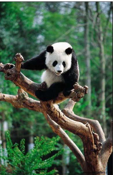 390x606 Animal Oil Painting,panda Oil Paintings,animal Oil Painting - Panda Oil Painting
