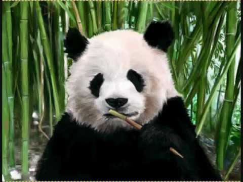 480x360 Hey Panda ! Speed Painting - Panda Painting