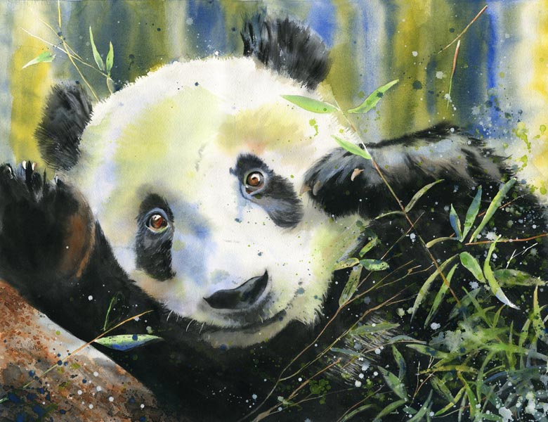 780x600 Rachel's Studio Blog New Panda Watercolor Painting - Panda Watercolor Painting