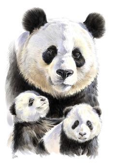 236x337 Panda Bear Painting Watercolor Panda Original By Signedsweet - Panda Watercolor Painting