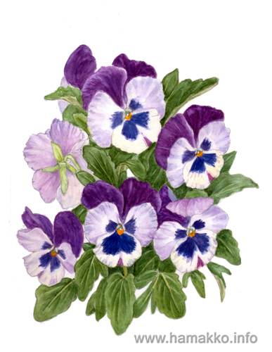 387x500 Botanical Art, Botanical Painting, Flower Painting. Pansy Bouquet - Pansy Flower Painting