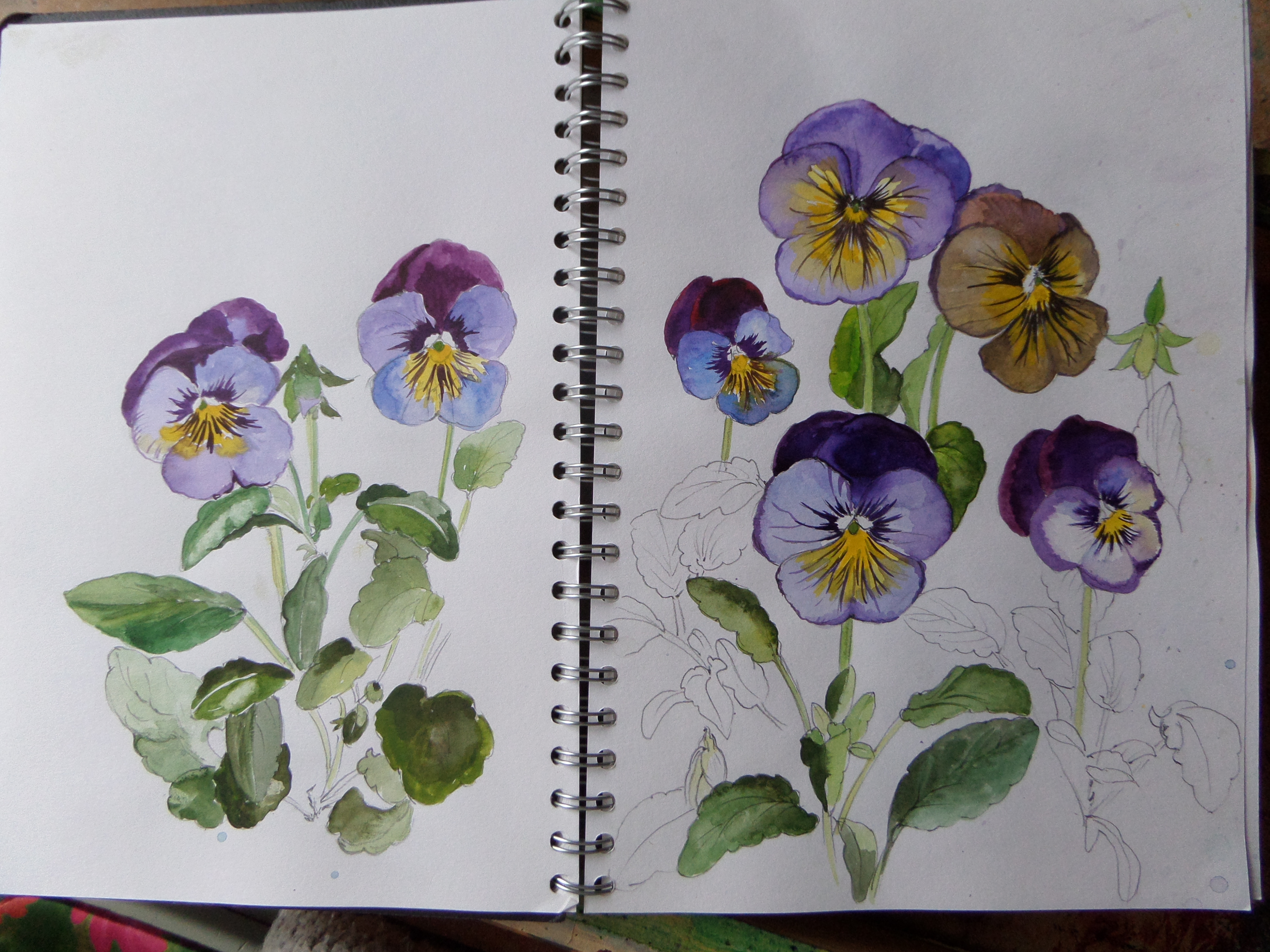 4320x3240 Painting Pansies Jennifer Douglas - Pansy Painting
