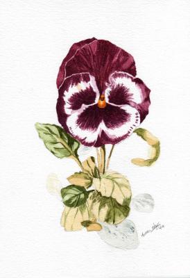 274x400 Pansy - Pansy Painting