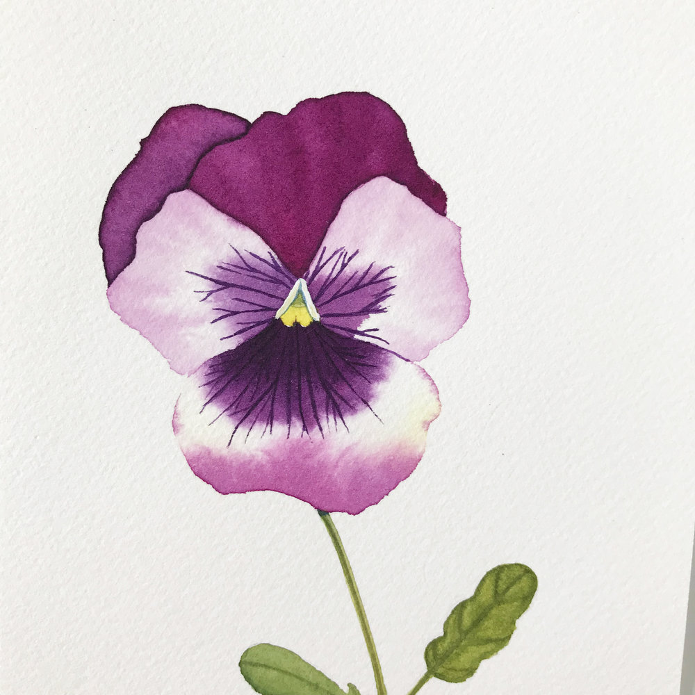 1000x1000 Pink And Purple Pansy Painting My Giant Strawberry - Pansy Painting