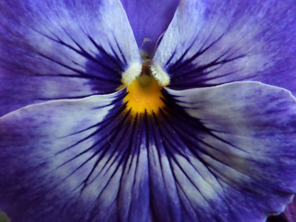 1024x768 Silk Painting Pansy Scarf 9 Steps (With Pictures) - Pansy Painting