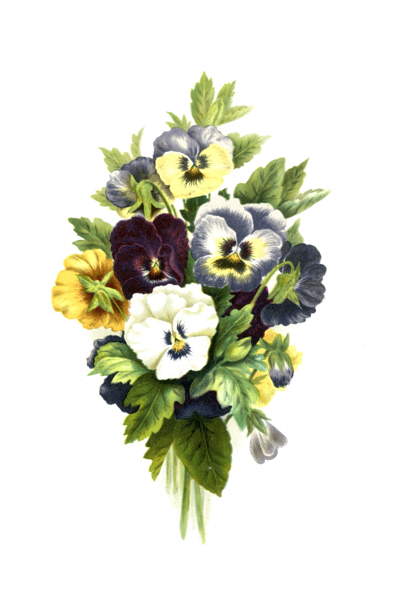 1297x1920 Flowers, Pansies Painting Free Stock Photo - Pansy Painting