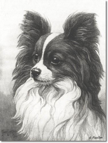 379x500 Nina Scott Langley - Papillon Painting