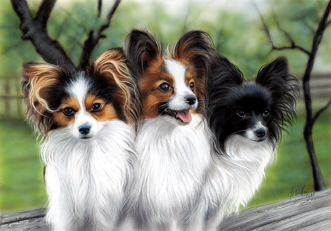 650x454 Watercolor Amp Colored Pencil Painting Papillons For Sale - Papillon Painting