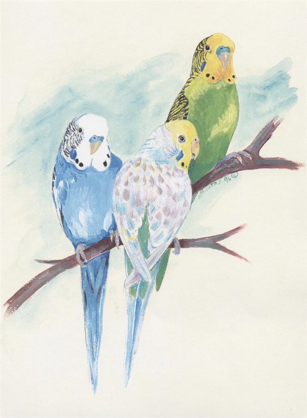 631x860 Image - Parakeet Painting