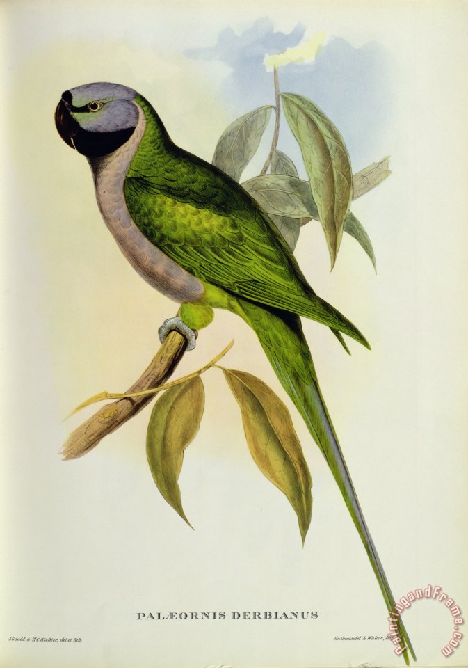 673x960 John Gould Parakeet Painting - Parakeet Painting