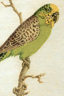 265x400 Natural History Art, Birds, Wild Parakeet, Sarasota Florida - Parakeet Painting