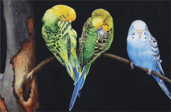 600x394 Painting Vibrant Watercolors Perched Parakeets Demonstration - Parakeet Painting