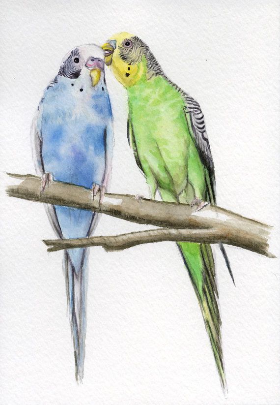 570x823 Parakeet Bird Painting Budgie Painting 5x7 By Earthspalette - Parakeet Painting