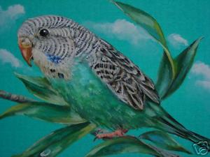 300x225 Parakeet Budgie Tropical Bird Print Of Painting Ebay - Parakeet Painting