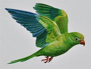 363x275 Busacca Gallery - Parakeet Painting